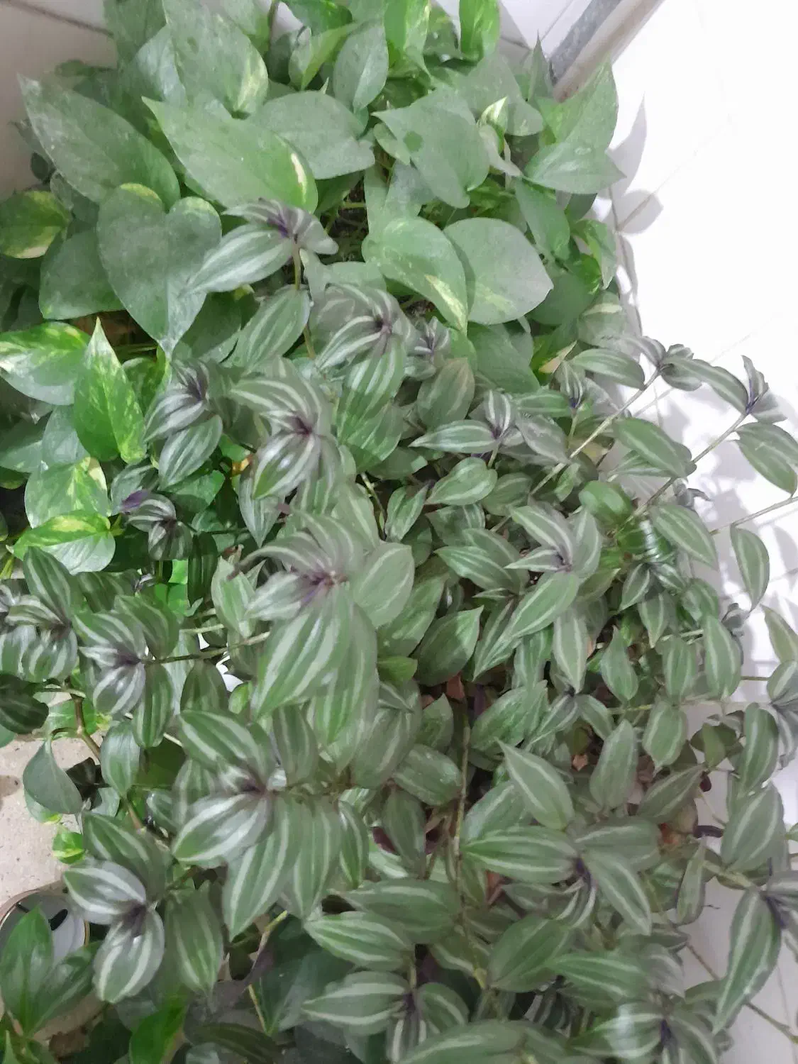 گل پتوس و چشم آهویی بفروش میرسد|گل و گیاه طبیعی|نورآباد, |دیوار