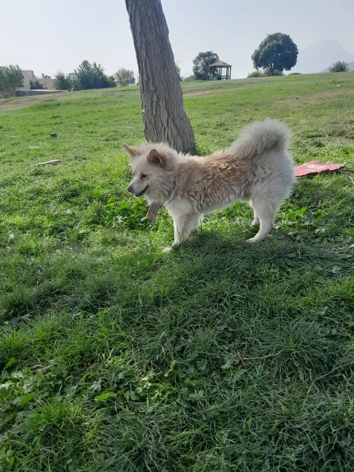 سگ پامر روباهی|سگ|خرمآباد, |دیوار