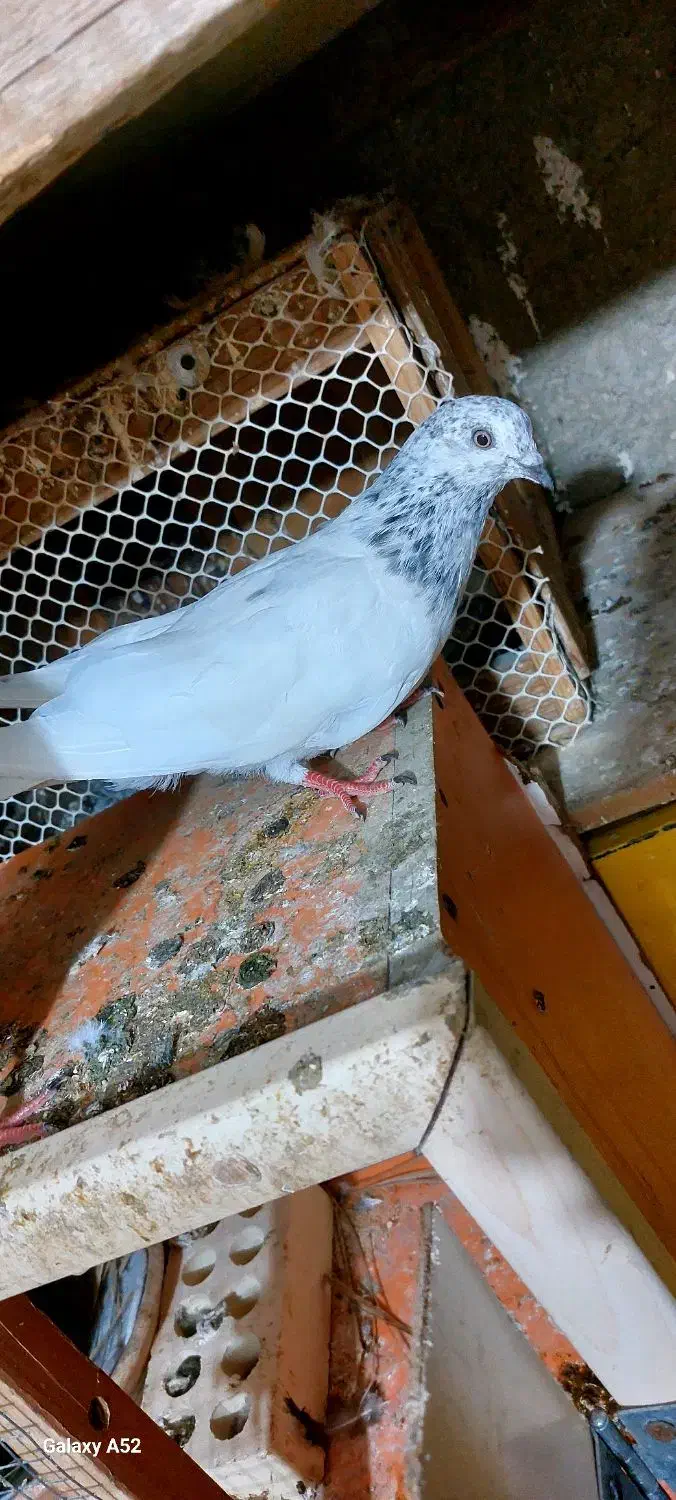 شیخ|پرنده|چمران, |دیوار