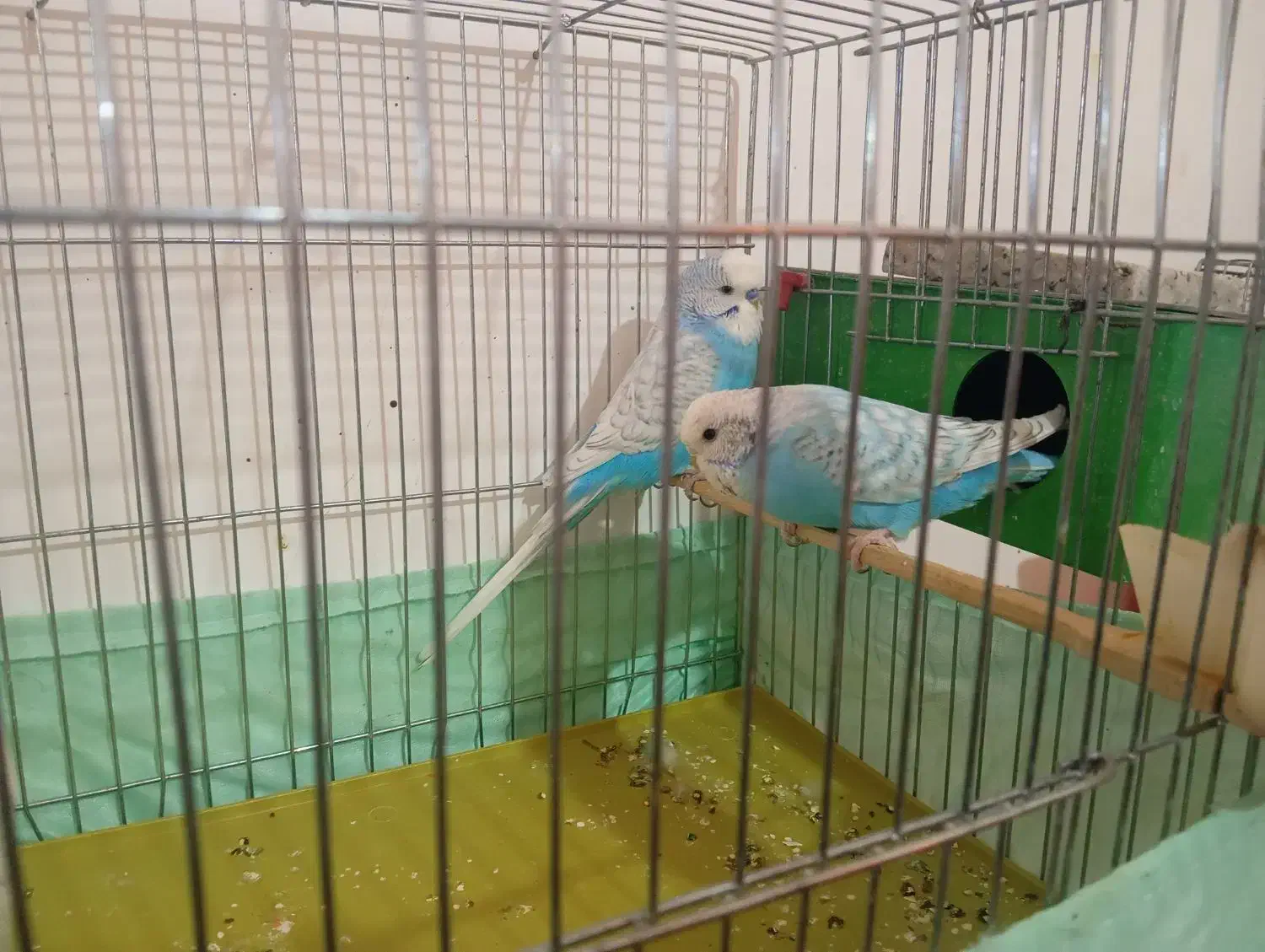 مرغ عشق دو رگ انگلیسی|پرنده|زرندیه, |دیوار