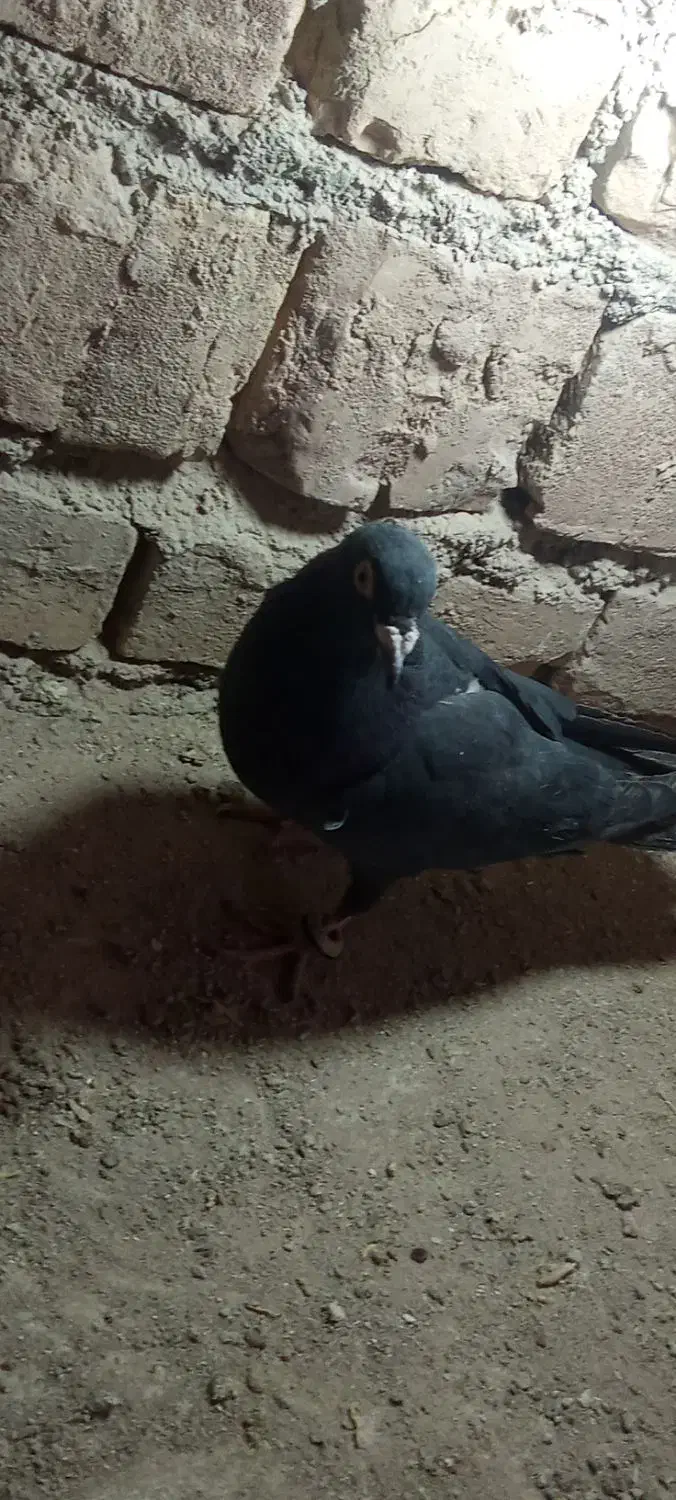 زاغ پرشی|پرنده|خوسف, |دیوار