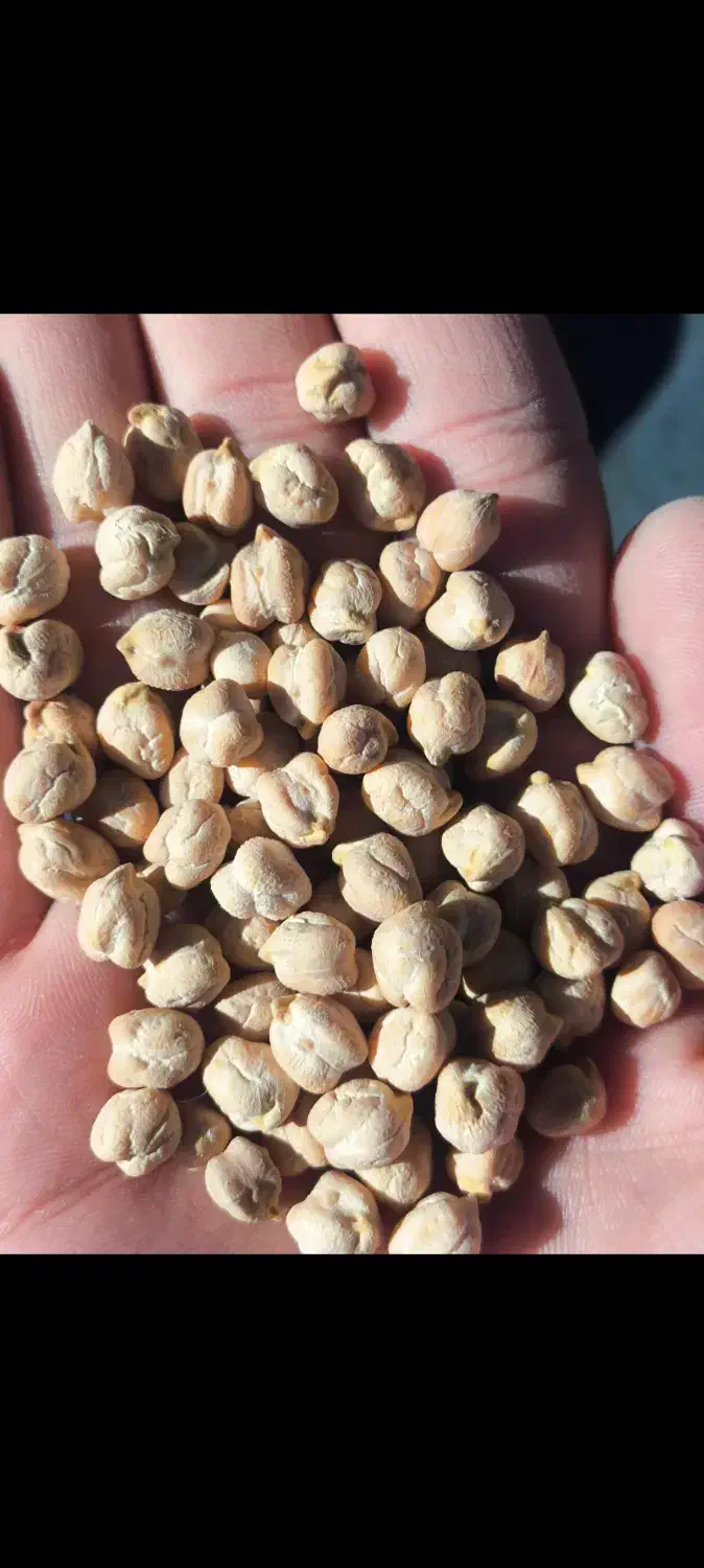 فروش نخود ده تن|خوردنی و آشامیدنی|سردرود, |دیوار