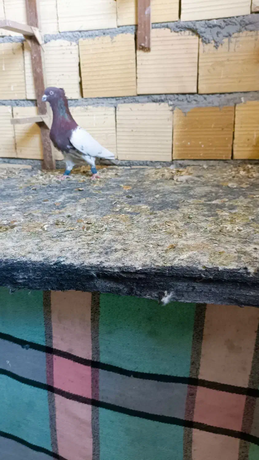 پشت سرور و کله سرخ و کرم نر|پرنده|شیراز, شهرک گلها|دیوار