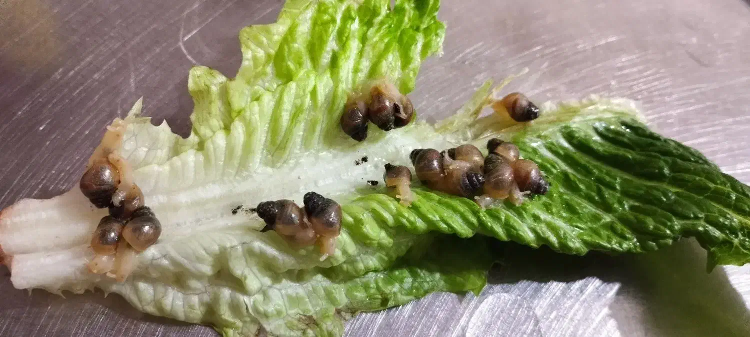 حلزون آچاتینا|خزنده|کرج, مصباح|دیوار