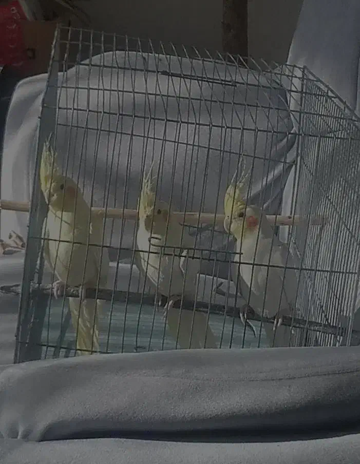 عروس هلندی لوتینو|پرنده|مشگین شهر, |دیوار