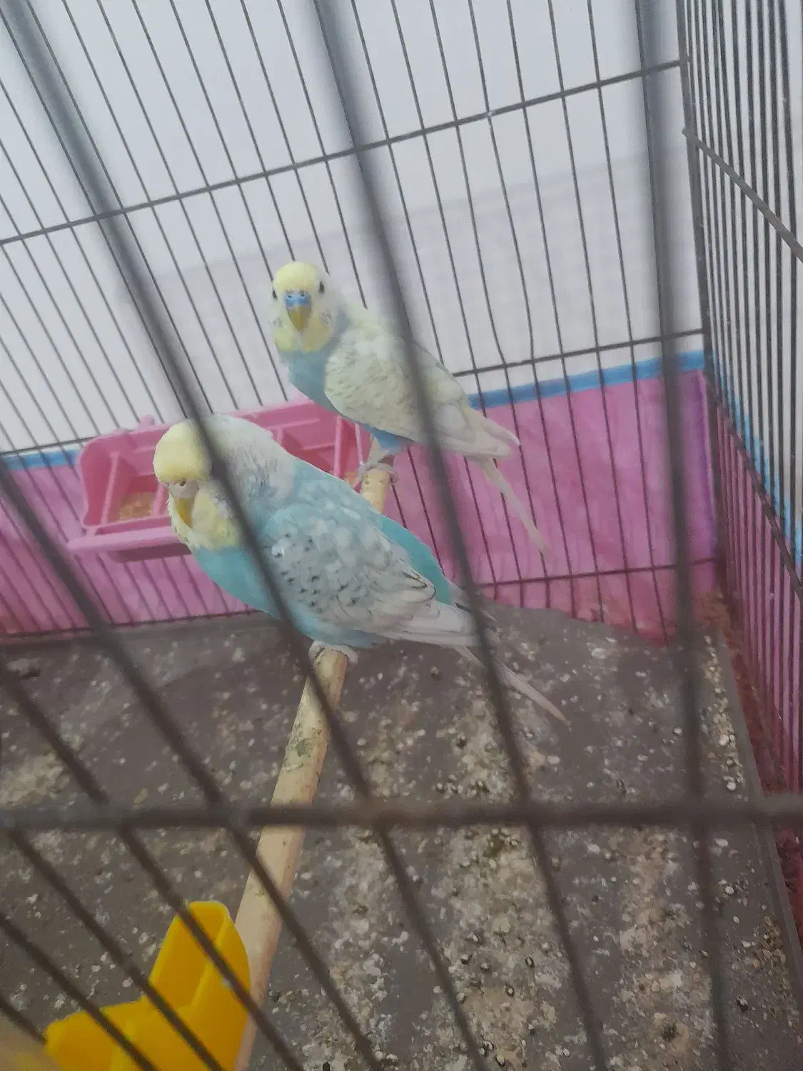 مرغ عشق رینبو مولد صددرصد|پرنده|لاهیجان, خمیر کلایه|دیوار