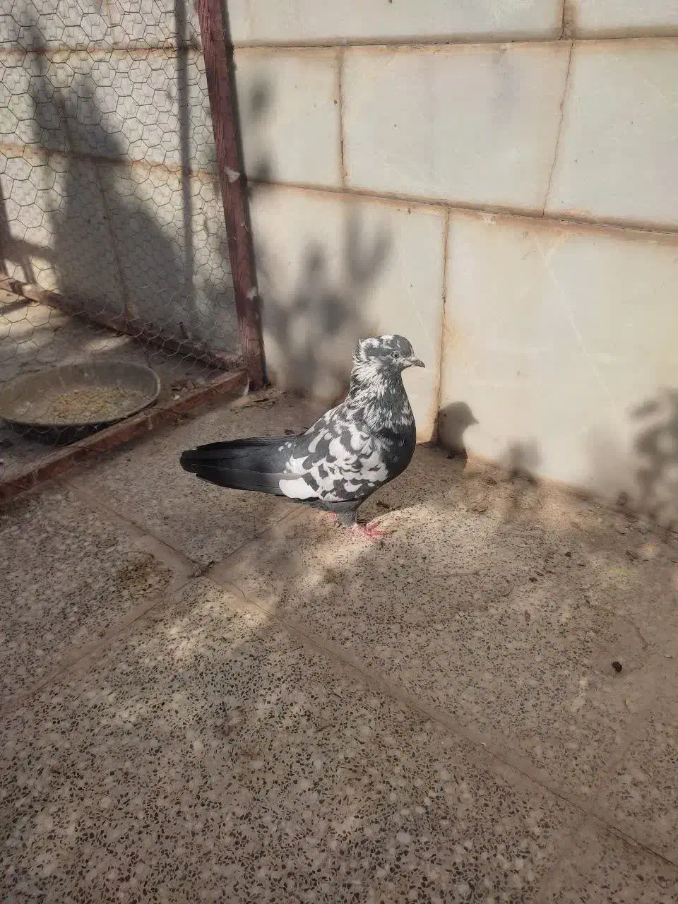 کفتر پرشی و زینتی|پرنده|اردکان, |دیوار