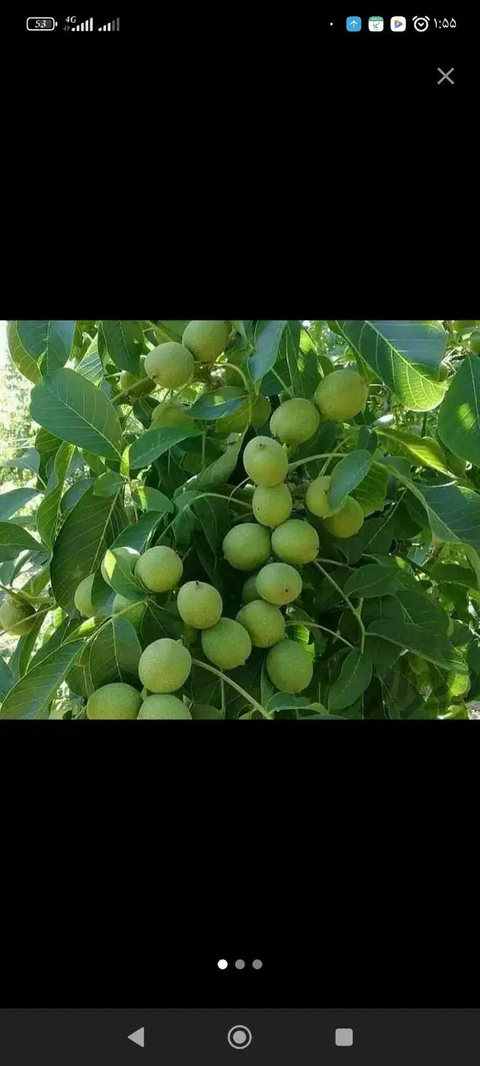 نهال تضمینی و شناسه دار|خدمات باغبانی و درختکاری|تبریز, |دیوار