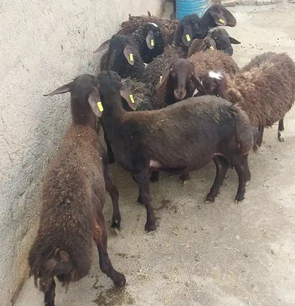 بره هترو|حیوانات مزرعه|صائین قلعه, |دیوار