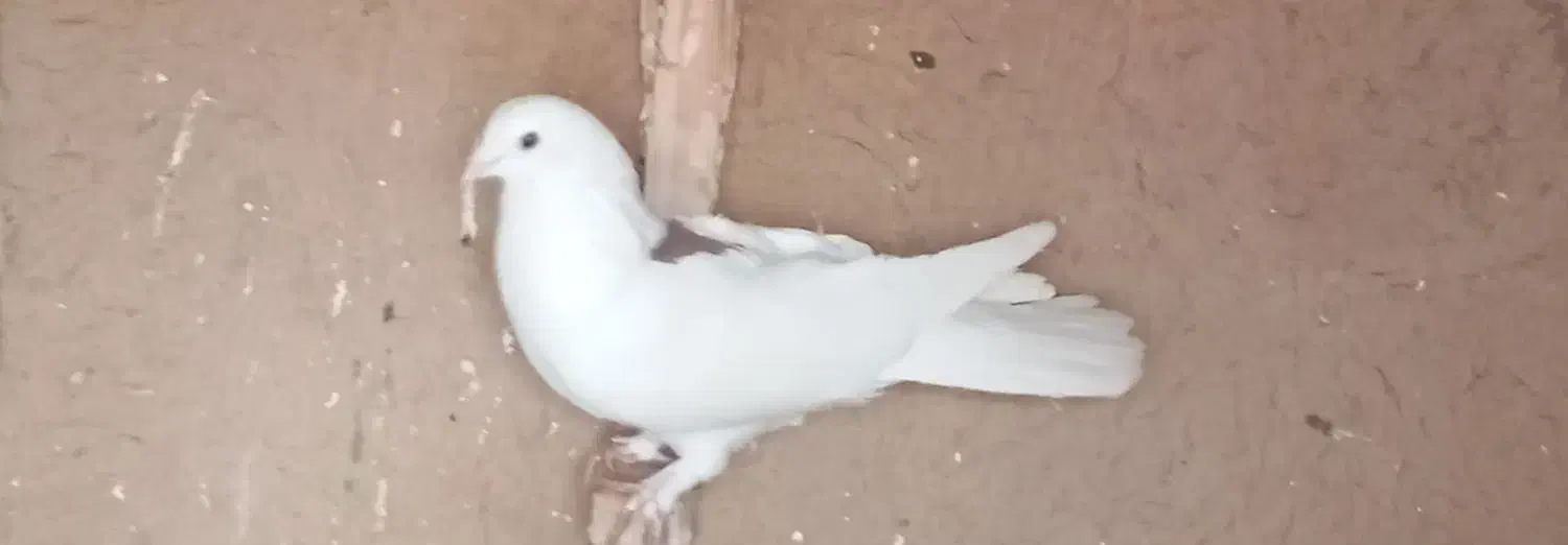 کفتر|پرنده|شیراز, صاحب الزمان|دیوار