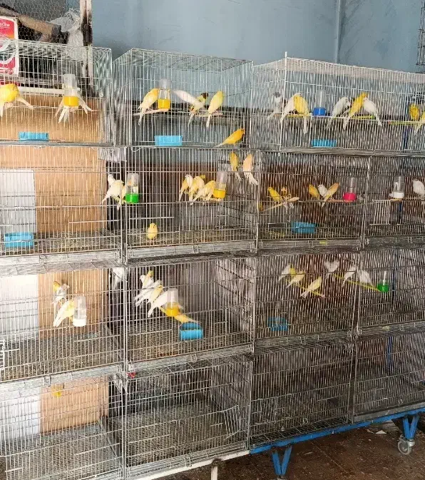 تعداد 70عدد قناری‌ سوپری وسفید طلایی مست پس بالا|پرنده|قم, حنیف نژاد|دیوار