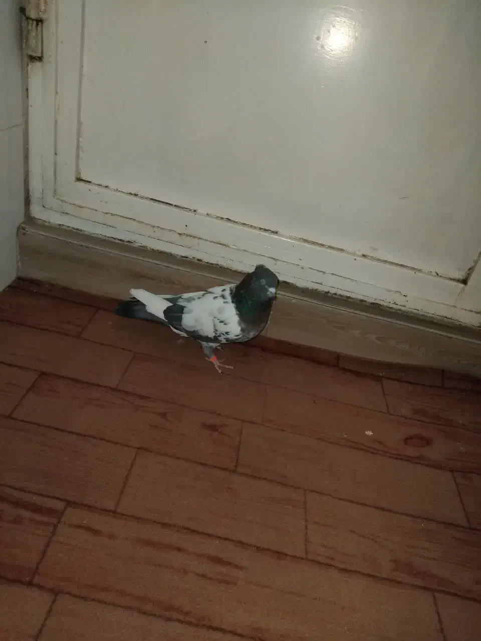 پرنده|پرنده|قم, ولیعصر|دیوار