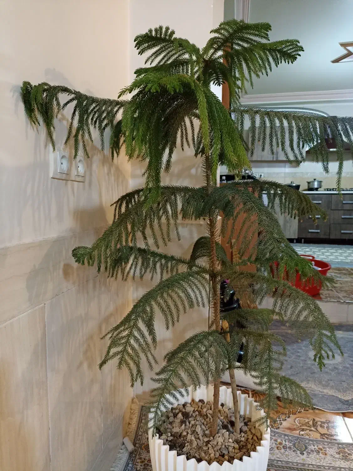 کاج مطبق زیبا و سرحال|گل و گیاه طبیعی|یاسوج, |دیوار