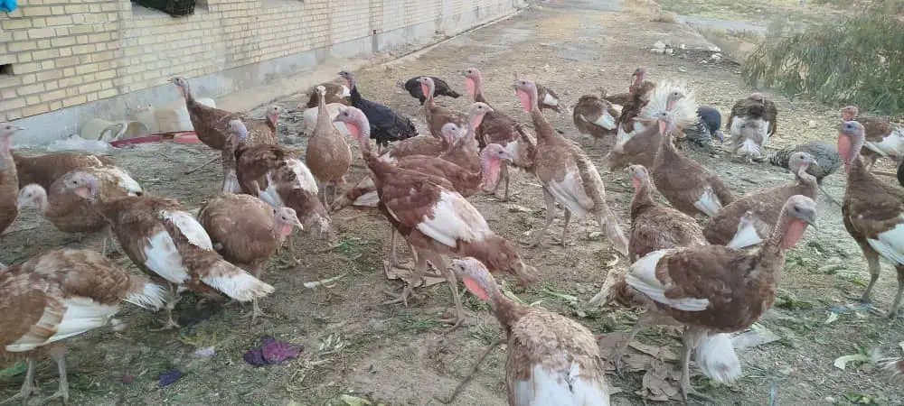 فروش بوقلمون|حیوانات مزرعه|رامهرمز, |دیوار