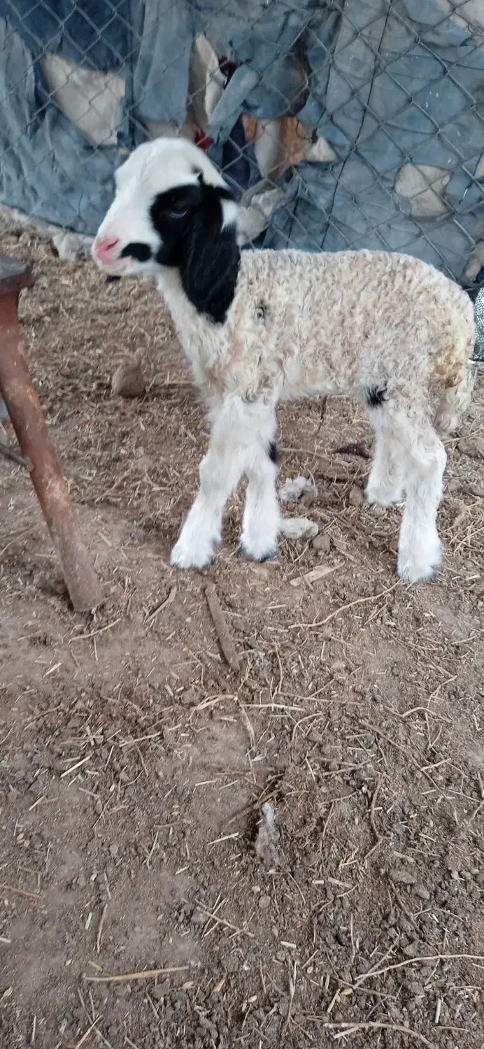 ماهشهر|حیوانات مزرعه|بندر ماهشهر, |دیوار