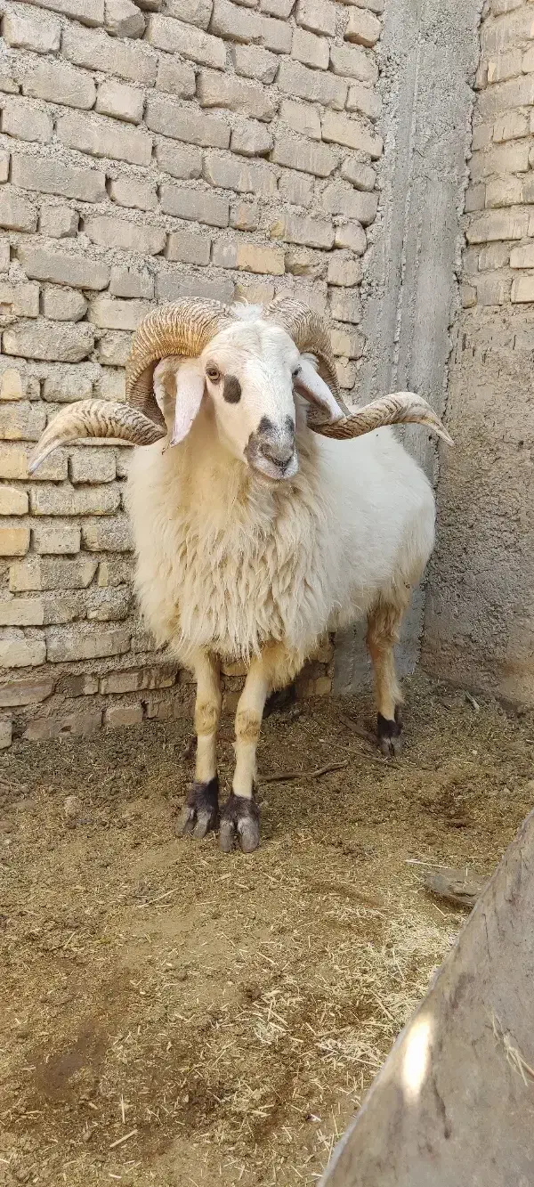 قوچ|حیوانات مزرعه|اقلید, |دیوار