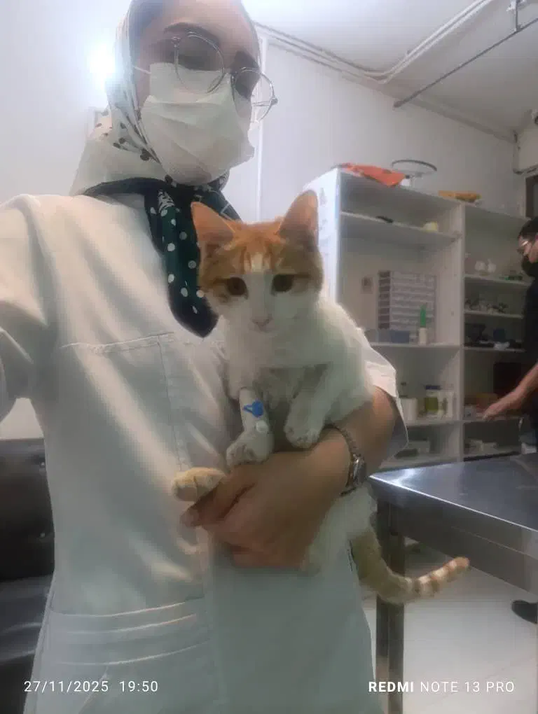 گربه نارنجی|گربه|مشهد, حسینآباد|دیوار