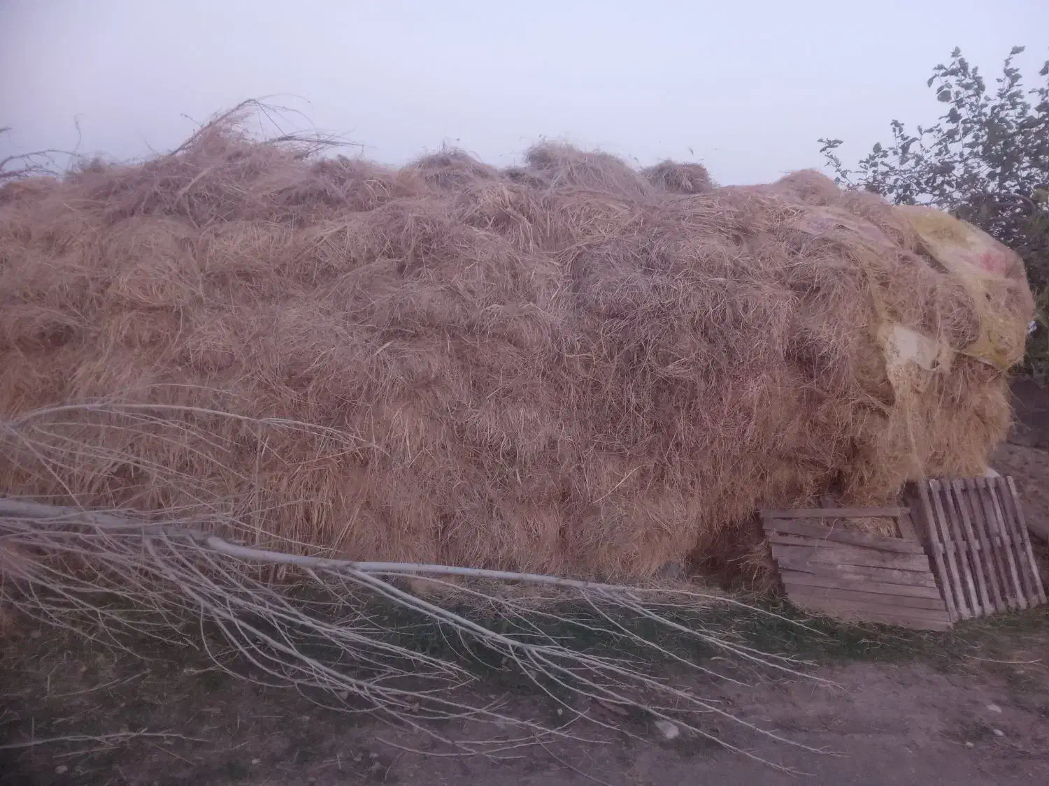 تعدادی علوفه قاطی با یونجه|خدمات باغبانی و درختکاری|شوط, |دیوار