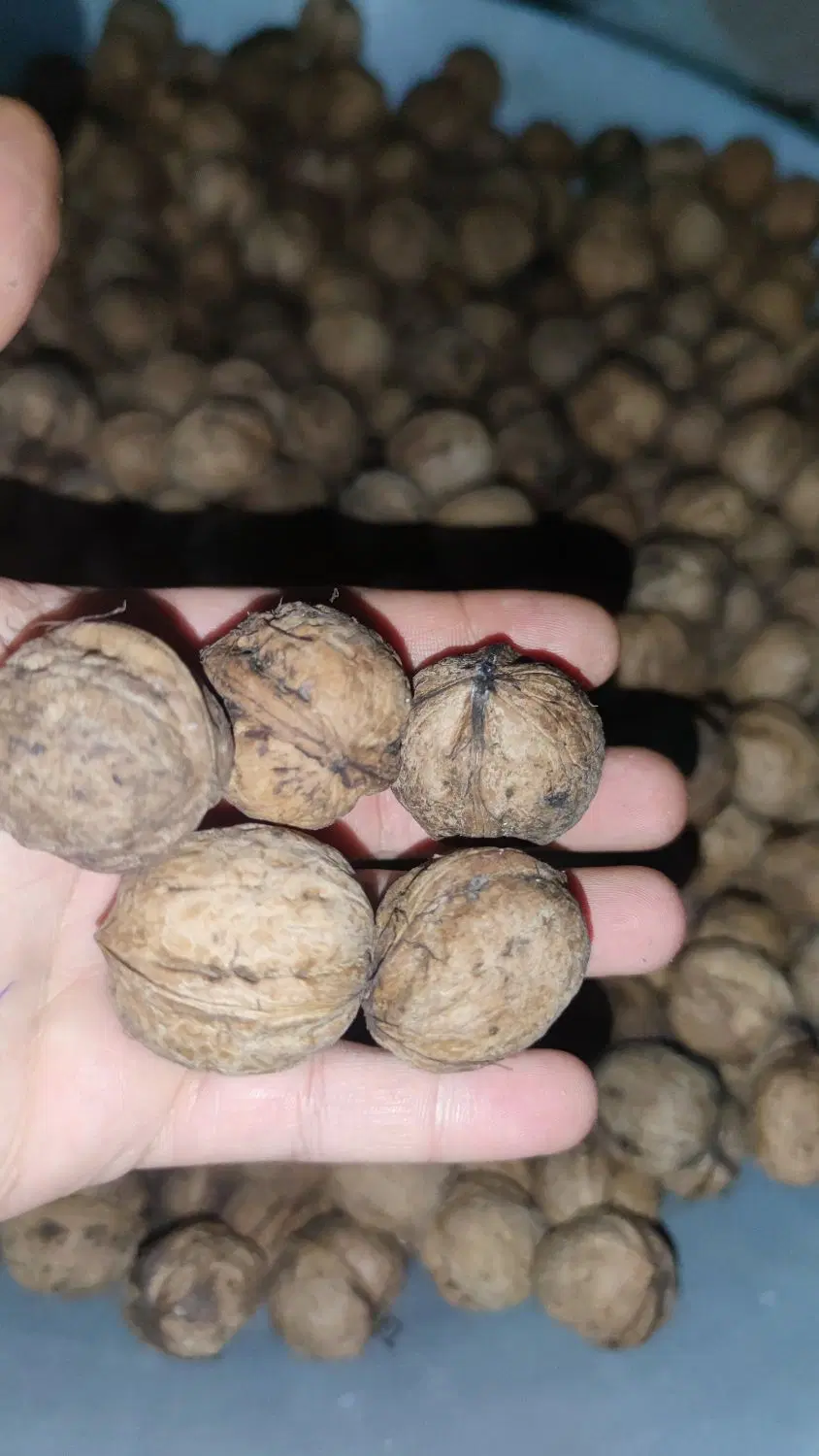 گردو|خوردنی و آشامیدنی|مشگین شهر, |دیوار
