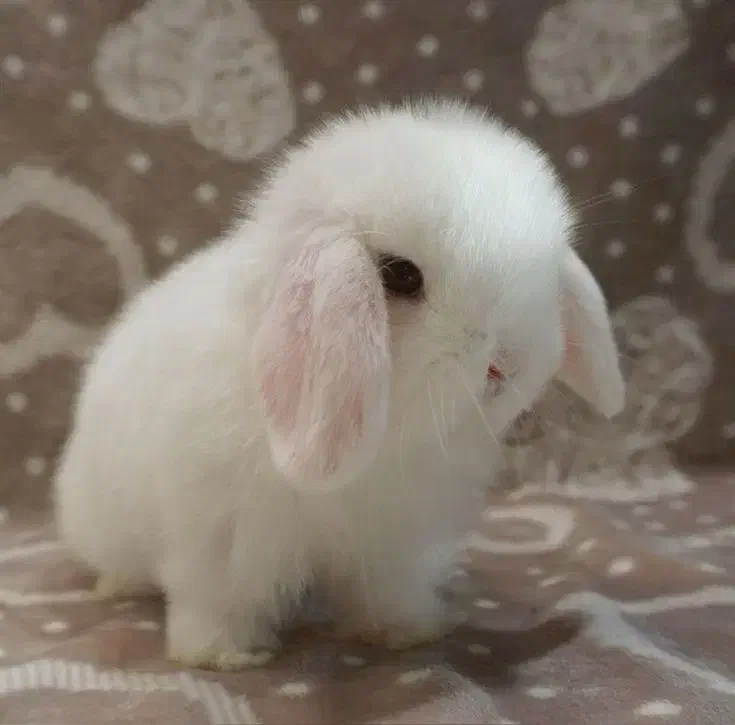 توله خرگوش لوپی|موش و خرگوش|نیشابور, بزرگمهر|دیوار