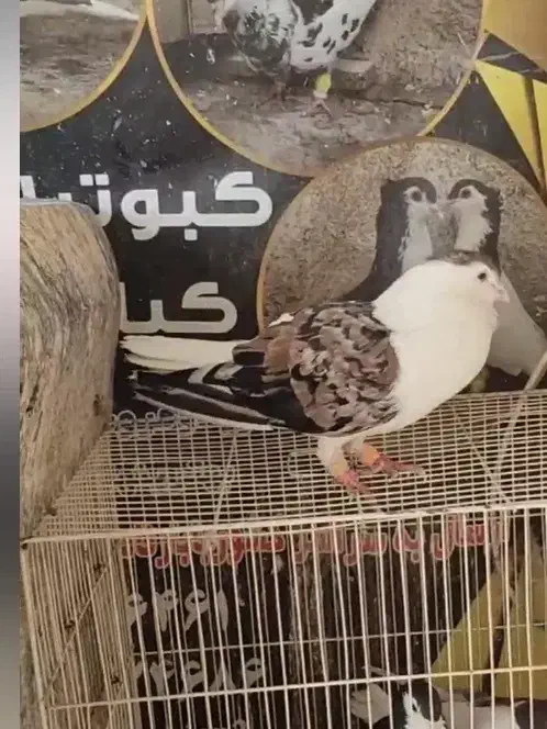 ساده هفرنگ جفتگاه|پرنده|رضویه, |دیوار