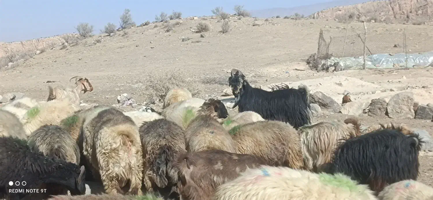 چپش|حیوانات مزرعه|فیروزآباد (فارس), |دیوار