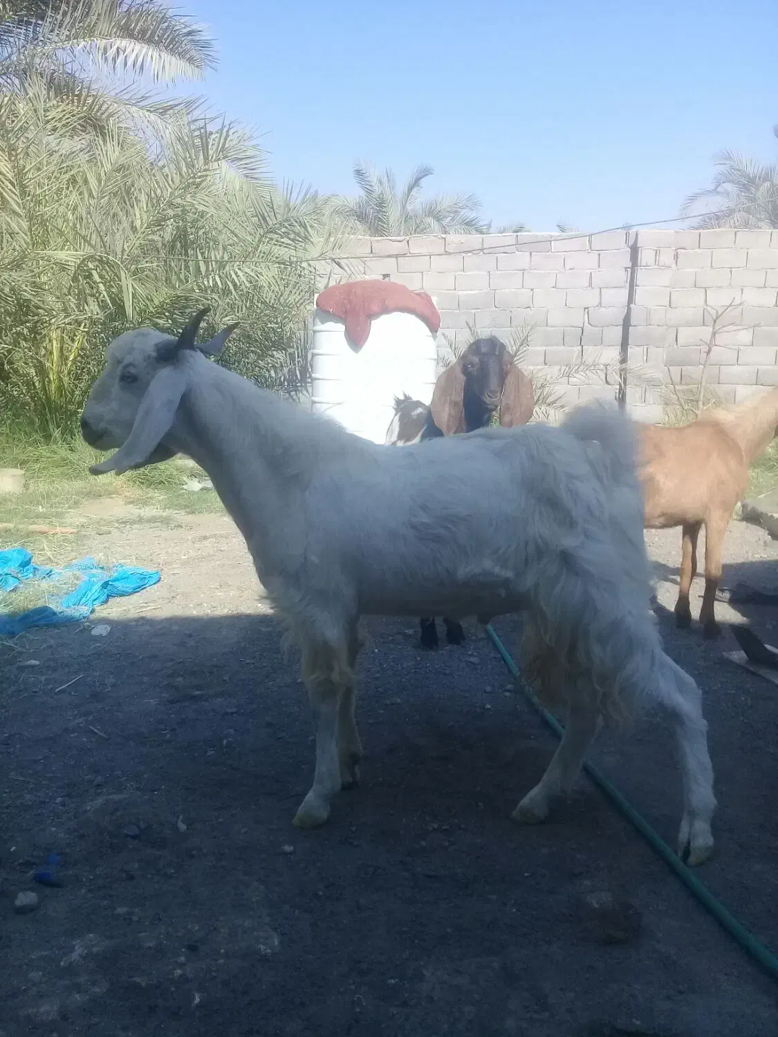 چپش|حیوانات مزرعه|بم, |دیوار