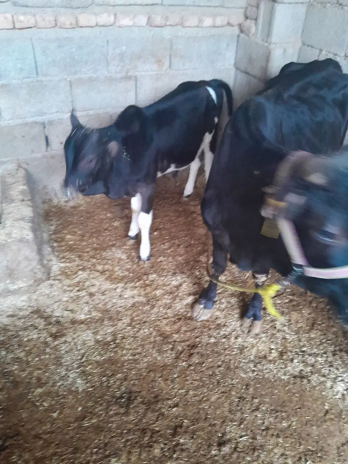 گاو محلی دورگ با ۴ کیلو شیر پر چرب وبا گوساله نر|حیوانات مزرعه|آق قلا, |دیوار