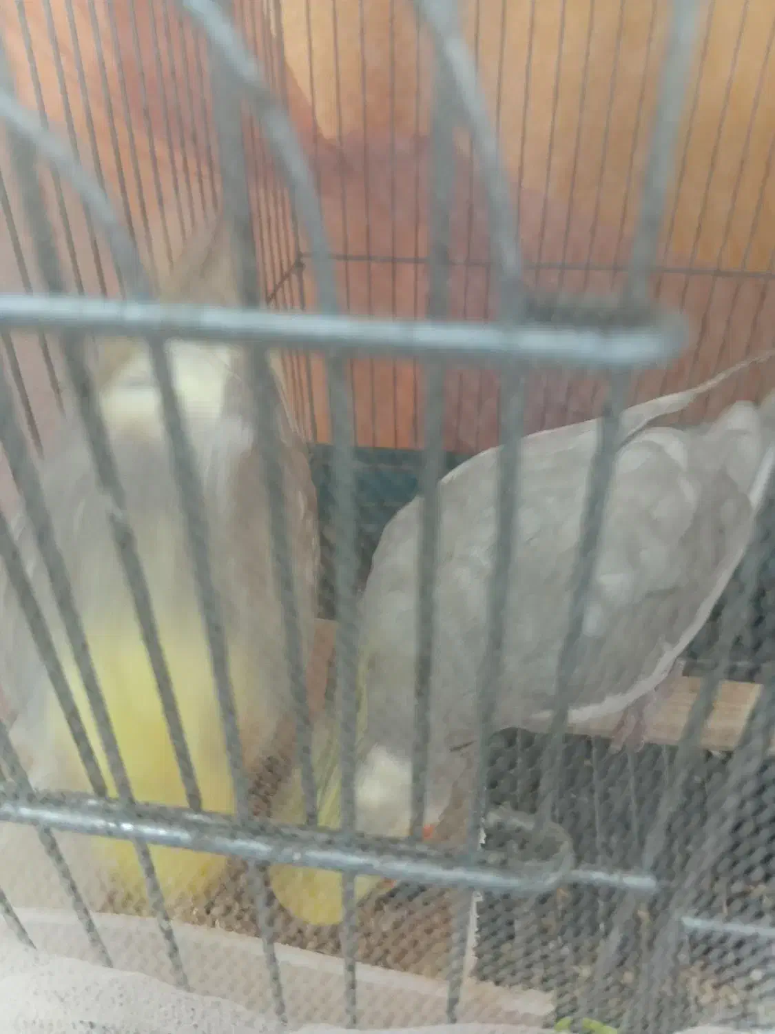 عروس هلندی|پرنده|رودسر, |دیوار