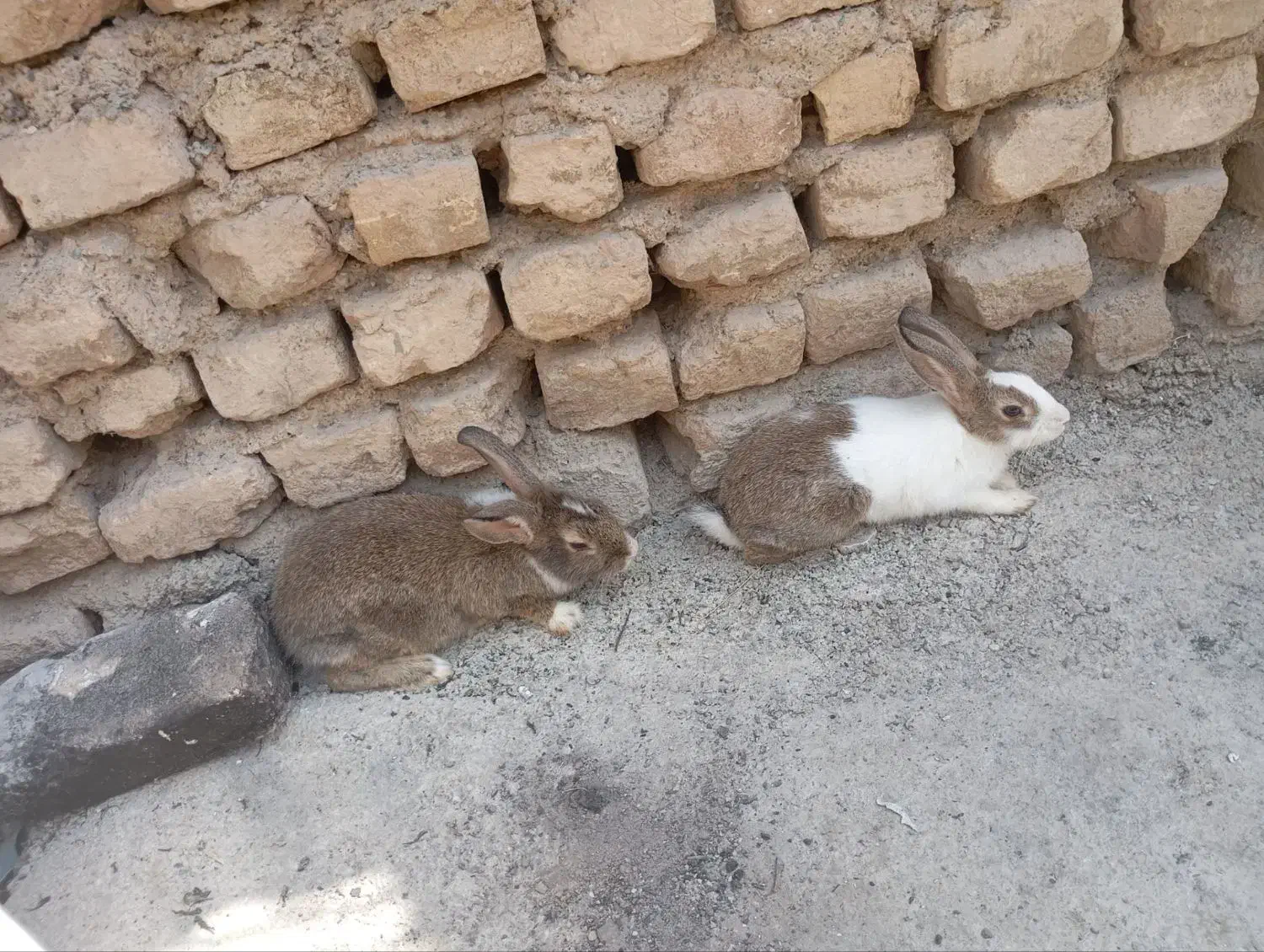 خرگوش خرگوش قشنگ|موش و خرگوش|رباطکریم, پیغمبر|دیوار