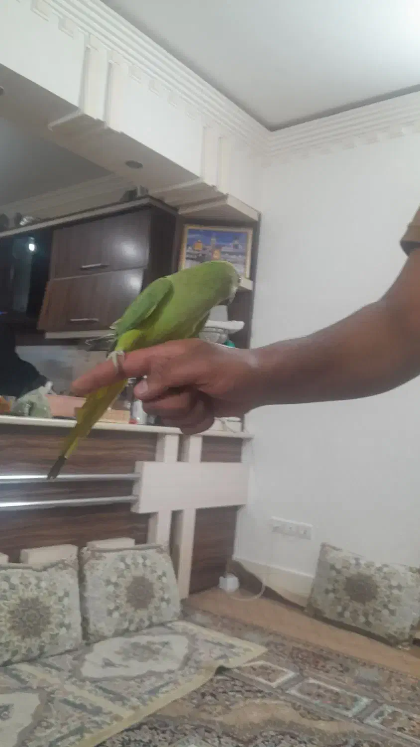 طوطی|پرنده|برخوار, |دیوار