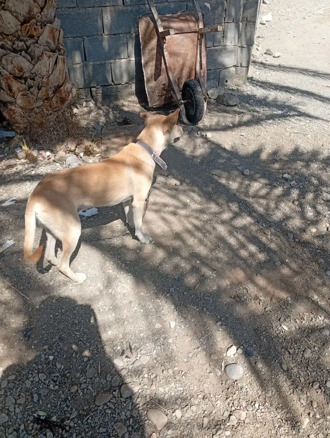 سگ ژرمن|سگ|رودان, |دیوار