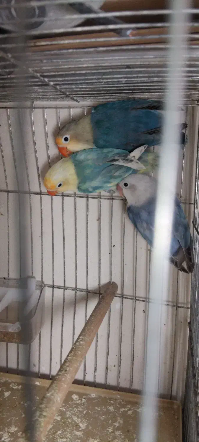 طوطی برزیلی رنگ خاص|پرنده|محمدیه-قزوین, |دیوار