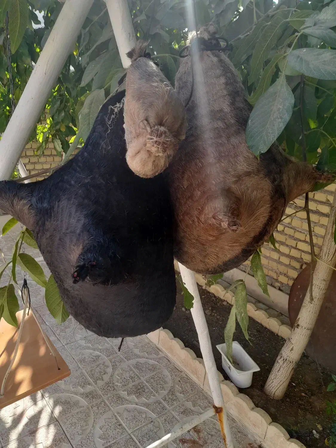 هیزه|ظروف نگهدارنده، پلاستیکی، یکبارمصرف|الشتر, |دیوار