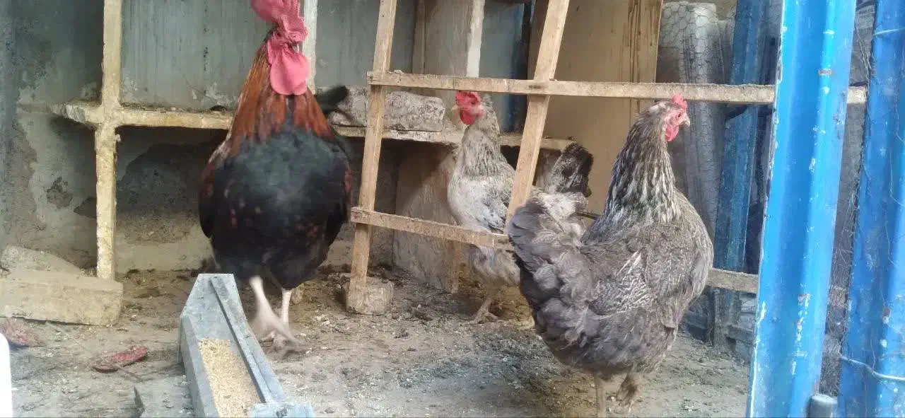 مرغ و خروس|حیوانات مزرعه|قم, دروازه ری|دیوار