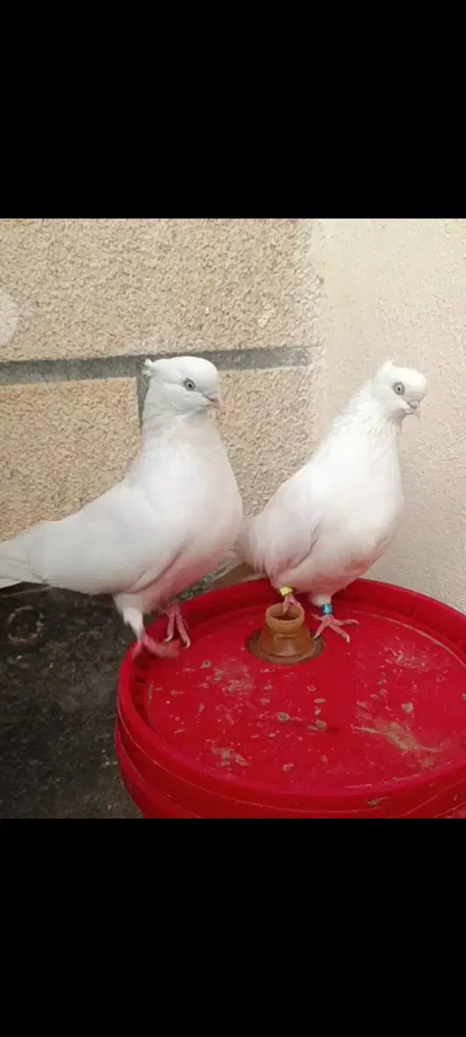 کبوتر|پرنده|بافق, |دیوار