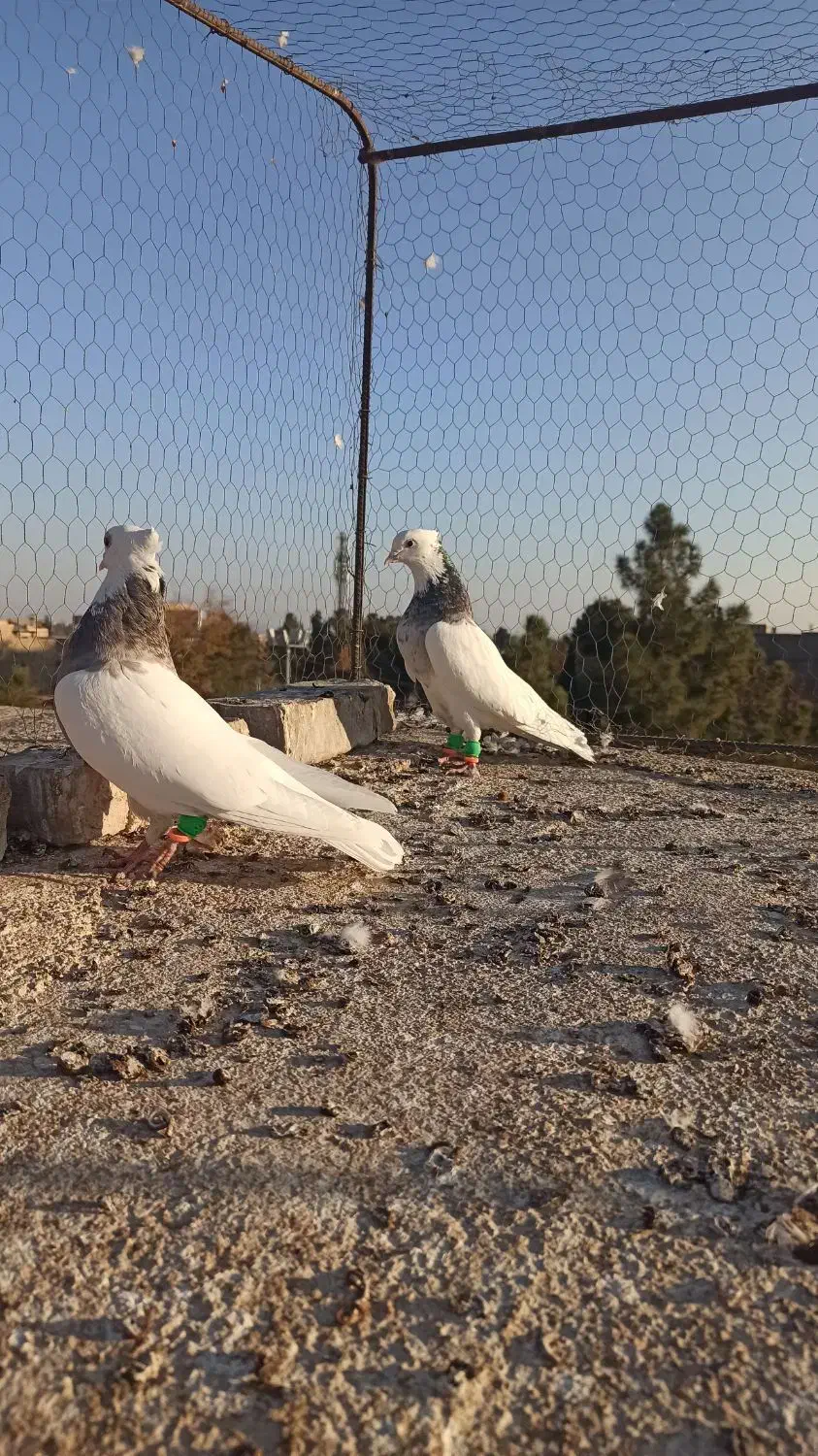 کشکیله|پرنده|سبزوار, فرهنگیان|دیوار