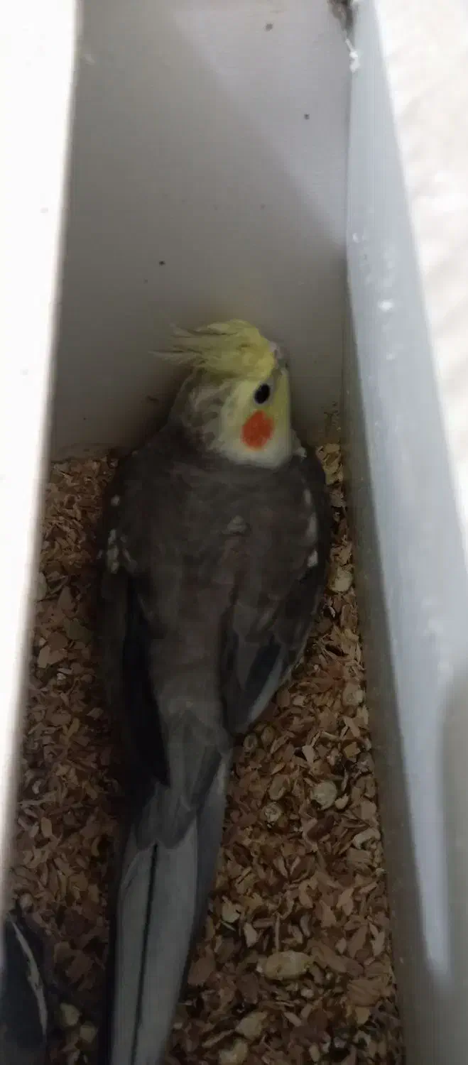 یک جفت عروس با یک  جوجه|پرنده|هرسین, |دیوار