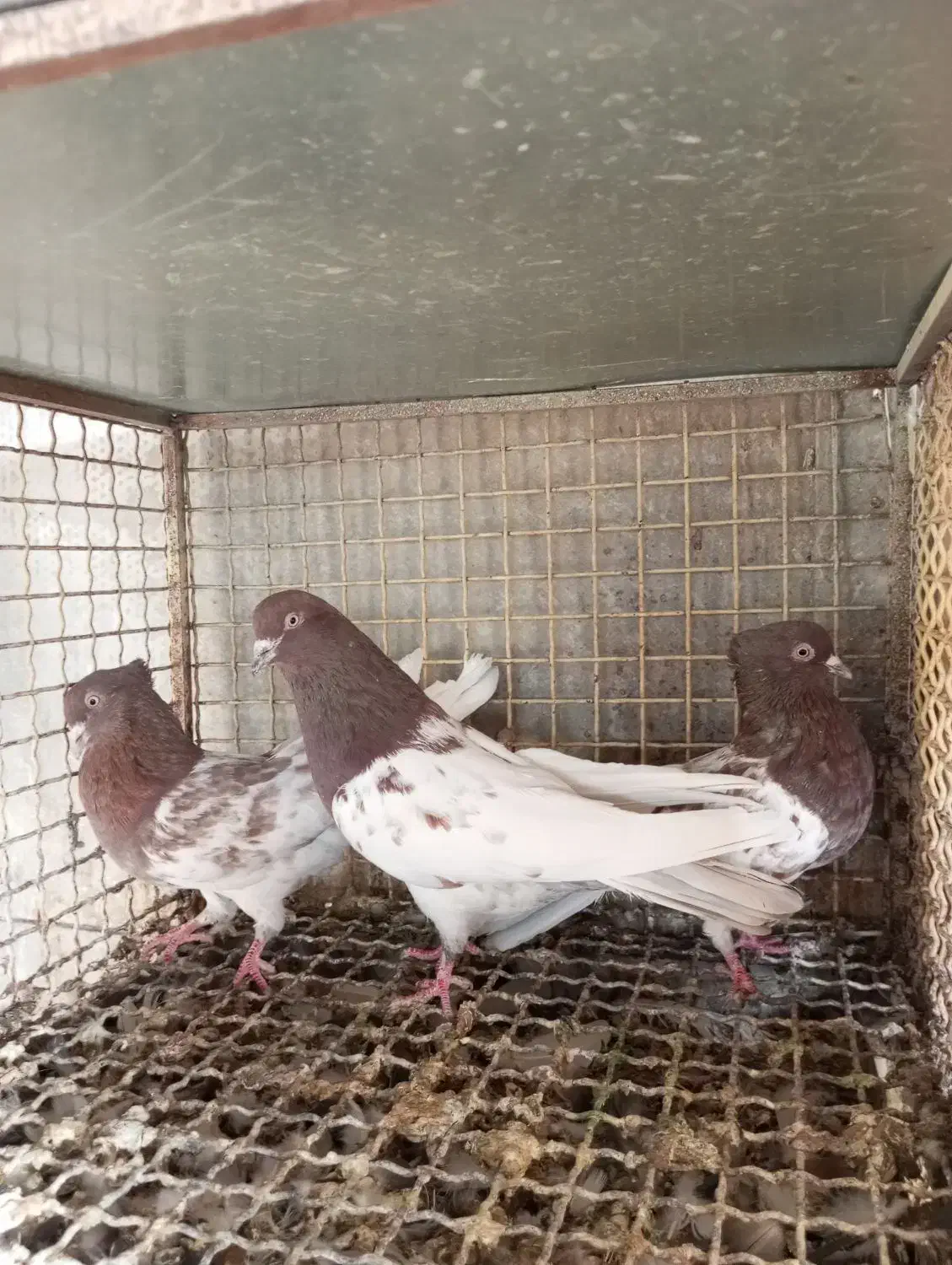 کبوتر خوبا|پرنده|شیراز, اصلاح‌نژاد|دیوار