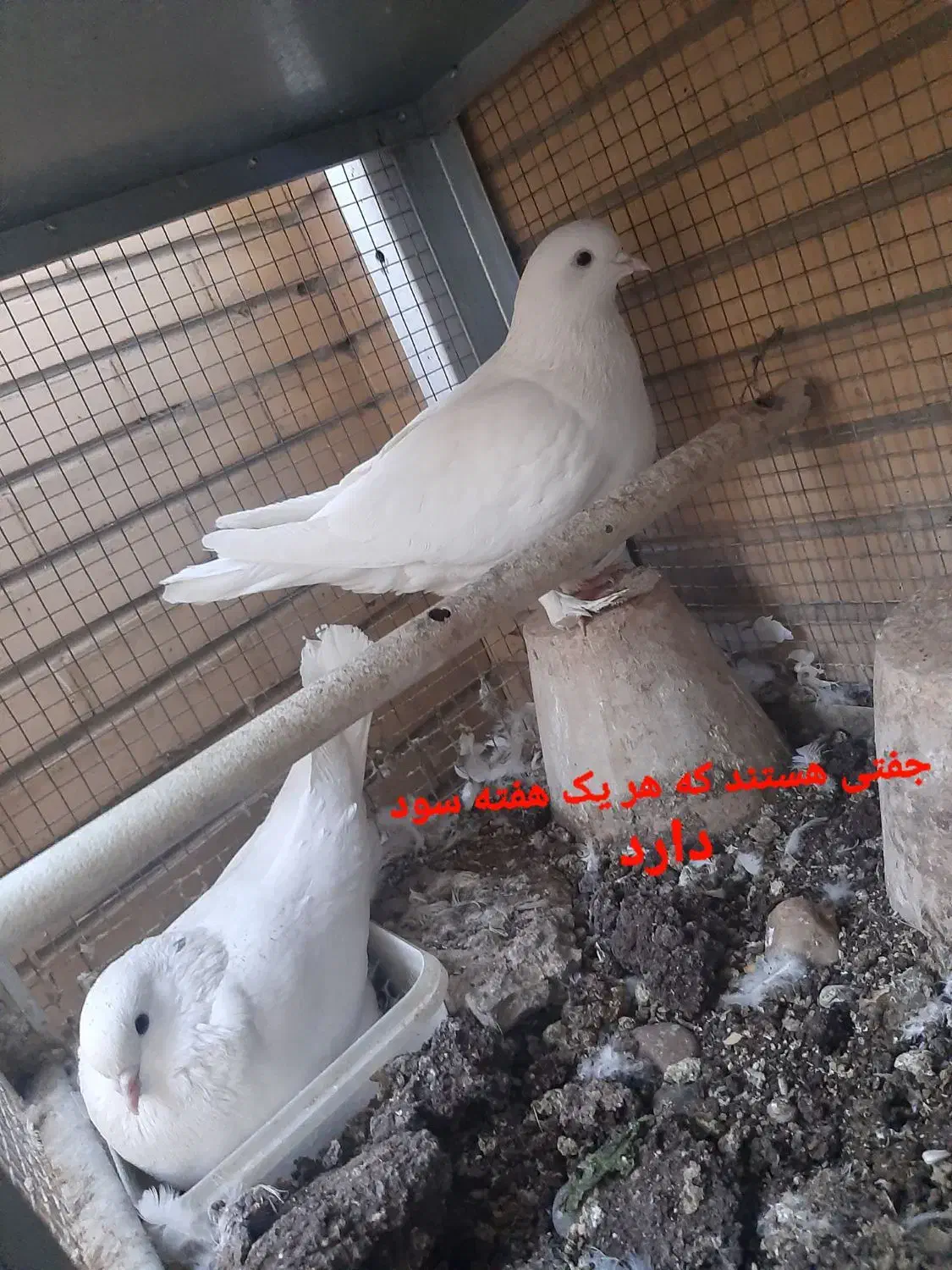 کبوتر پاپری|پرنده|اصفهان, جاوان|دیوار