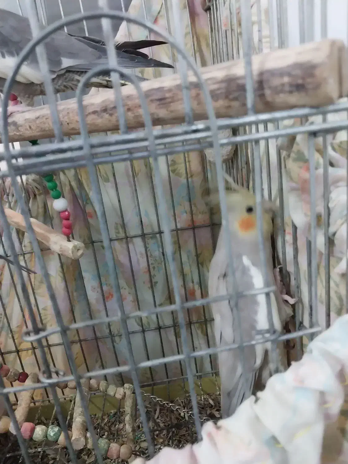 عروس هلندی|پرنده|قم, قلعه عموحسین|دیوار