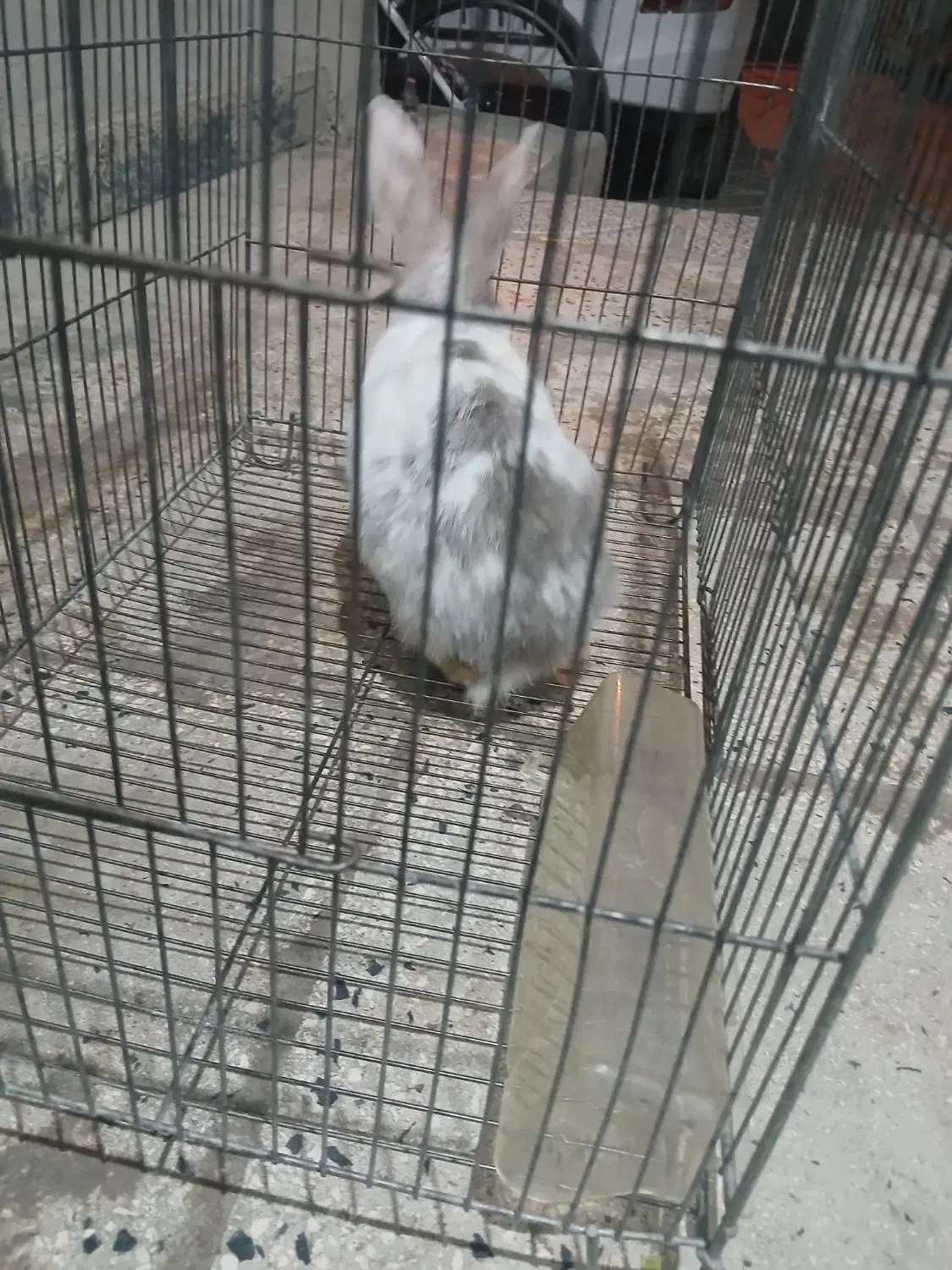 خ ر گگو ش|موش و خرگوش|کوهدشت, |دیوار