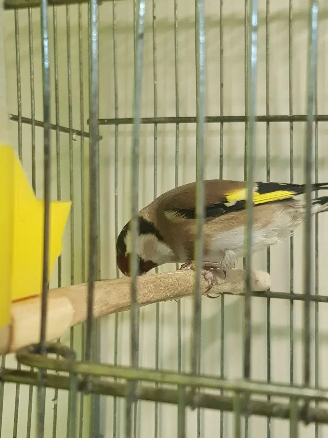 سهره رسمی نر|پرنده|پاکدشت, پاکدشت (مامازند)|دیوار