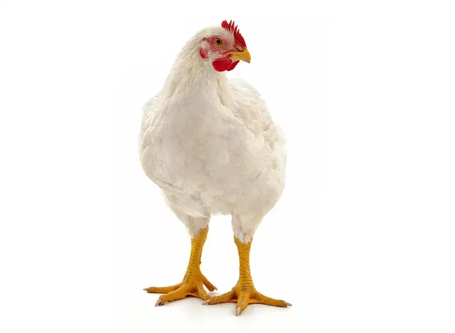 کارگر افغانی|استخدام سرایداری و نظافت|شوشتر, |دیوار