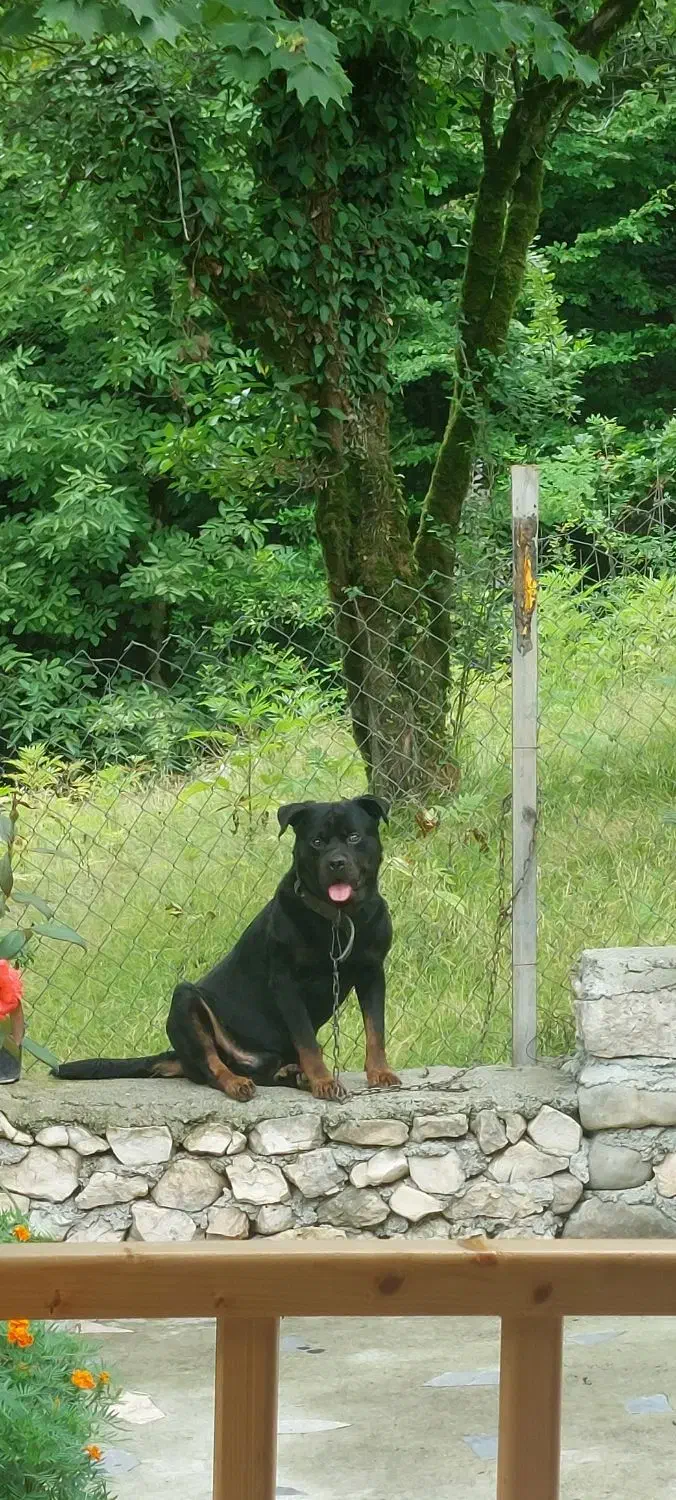 پیدا کردن جفت|سگ|چالوس, |دیوار