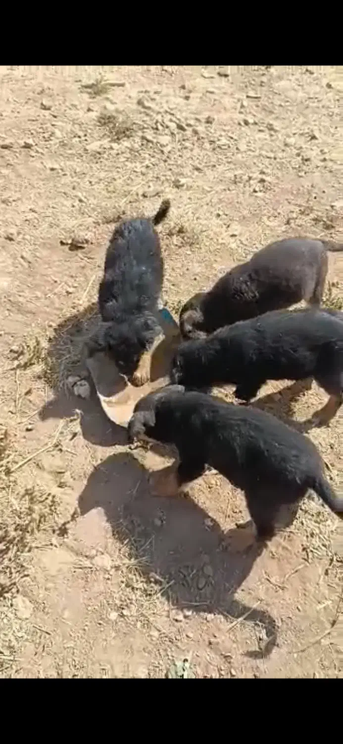 توله جرمن|سگ|شیراز, قدوسی غربی|دیوار