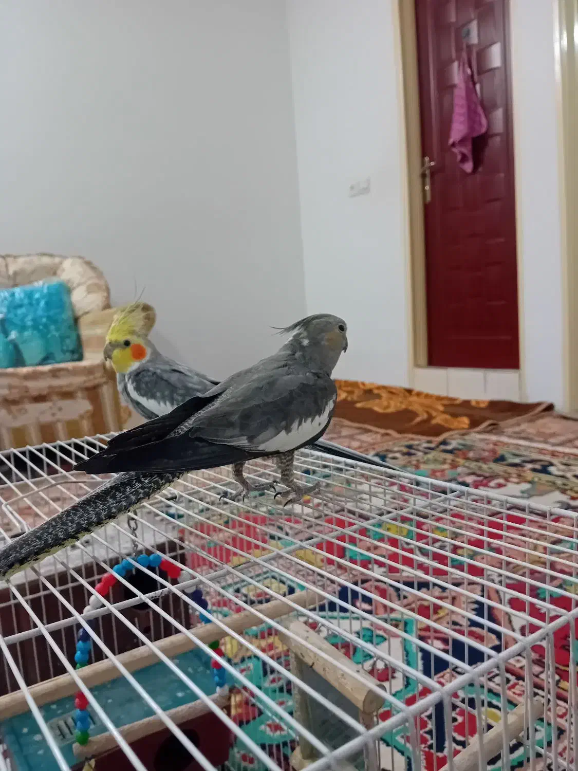 عروس هلندی نرو ماده|پرنده|مشهد, شهرک مهرگان|دیوار