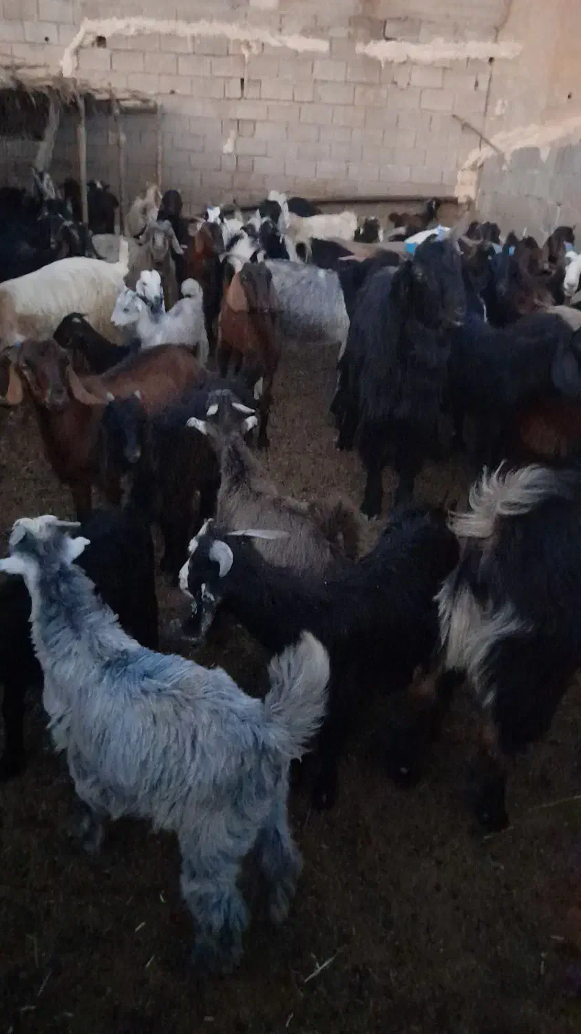 بی عیب|حیوانات مزرعه|کازرون, |دیوار