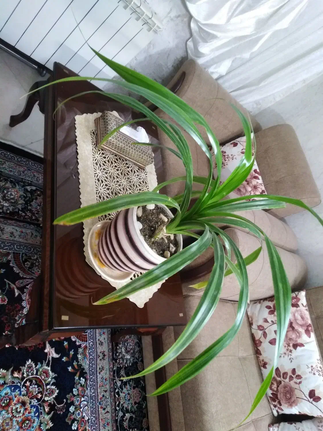 گل طبیعی شاداب|گل و گیاه طبیعی|مشهد, کارمندان دوم|دیوار