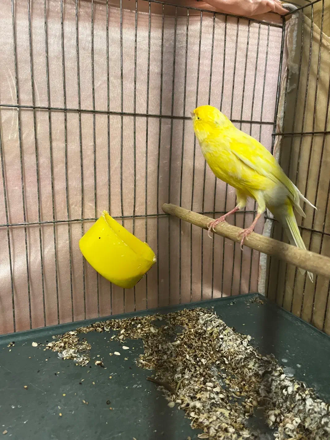 قناری|پرنده|محمدیه-قزوین, |دیوار